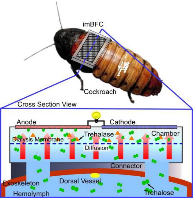 Cucarachas ciborgs